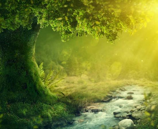 Fairy trees serve as the gateway for fairies to travel between worlds.