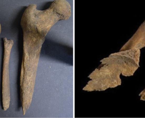 Iron Age long bones from Loch Borralie, Scotland, including femus whittled to sharp points as part of a postmortem burial ritual. 