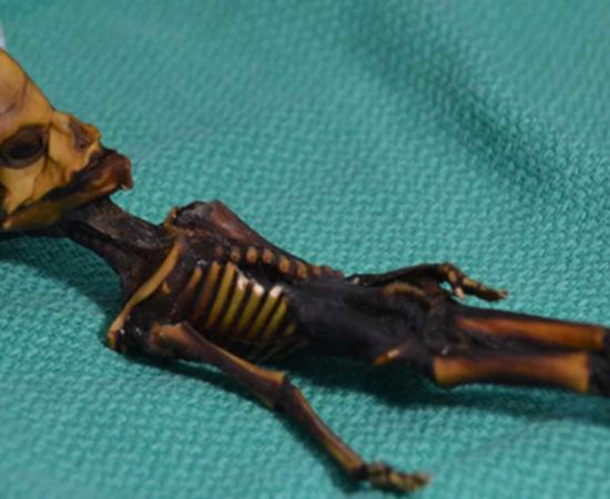Mummified specimen from the Atacama region of Chile. Scientists say the remains are of a baby girl with numerous mutations – not a tiny alien. 