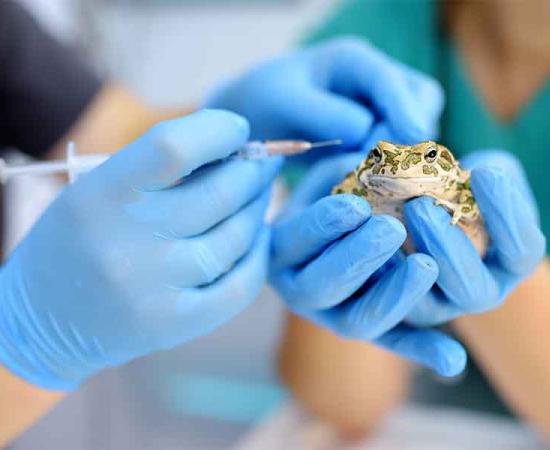 The great scientist Isaac Newton dabbled in alchemy during the Great Plague of London. He “thought” toad vomit pills might be the cure and his notes on this have survived. Source: Maria Sbytova / Adobe Stock