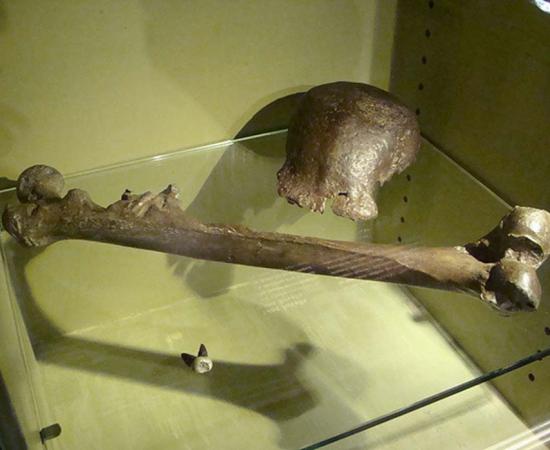 The original fossils of Java Man, National Museum of Natural History, Leiden, the Netherlands. 