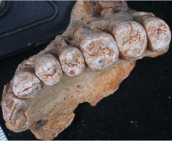 The 177,000 to 194,000-year-old maxilla (upper jaw) of Misliya-1 hominin 