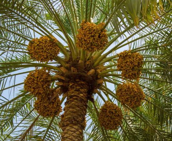 Date palm tree. Source: Elena Dobreykina / Adobe Stock.