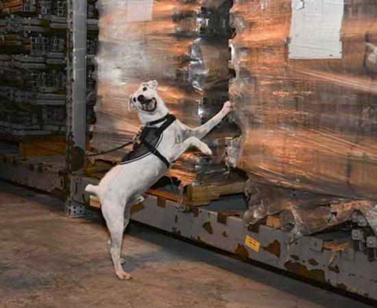 Striker, a U.S. Department of Agriculture brown tree snake detector dog, scratches at a cargo load notifying his handler that he has found a snake during a daily training session. Research has begun to see if dogs can detect smuggled antiquities too.