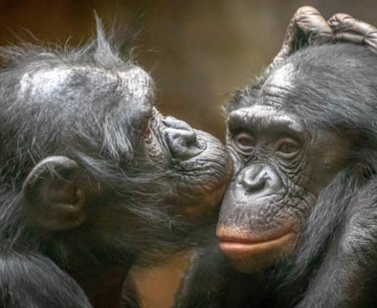 A monkey kisses another.