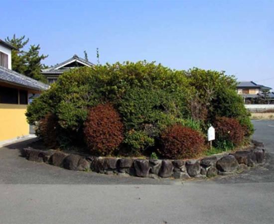 The ancient stone burial chamber was found under this shrubbery, found within a parking lot located in Ikaruga, Nara Prefecture. Source: Ikaruga Municipal Board of Education