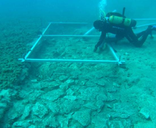Below the deposits of sea mud, a marine archaeologist studies a road that once connected an offshore prehistoric settlement to mainland Korčula Island. Source: Sveučilište u Zadru