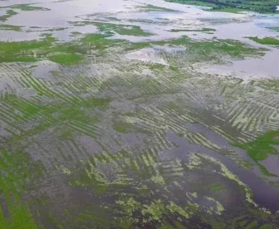 The canals and raised fields of La Mojana during wet season.