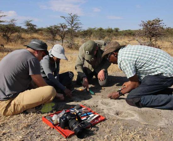 Blaine Maley, from the Idaho College of Osteopathic Medicine, works alongside Prabhat, Fannin, and Montgomery Fellow Charles Musiba at site A in Laetoli where the archaic footprints were found. 	Source: Shirley Rubin / Trustees of Dartmouth College
