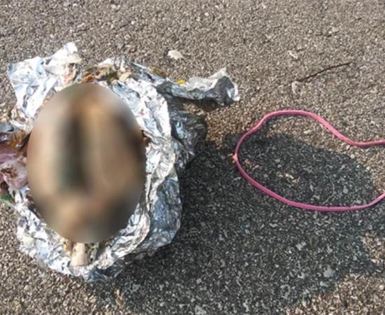 The brain was found wrapped in aluminum foil on the shore of Lake Michigan in the USA. Source: James Senda