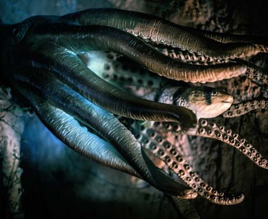 An octopus and fish. Scandinavian mythology claimed the Kraken was a sea monster that looked like an octopus or a squid – but was much bigger.