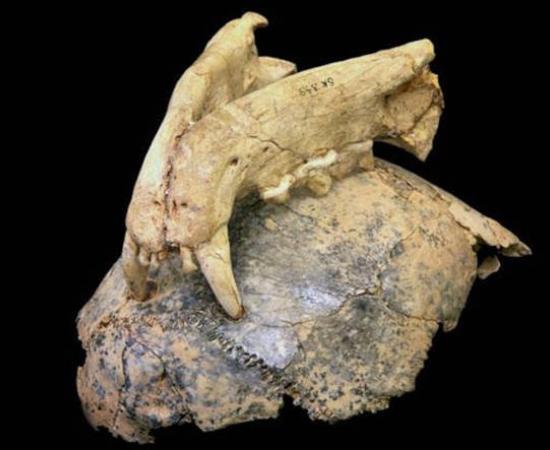 Early human fossil skull and leopard upper jaw, showing leopard bite marks embedded in bone.