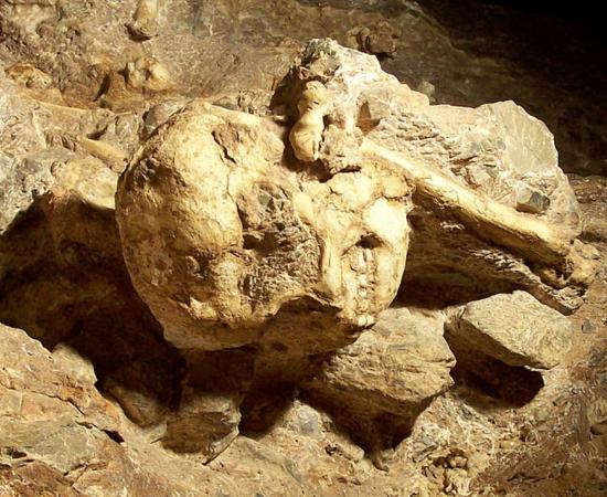 Little Foot skull still in place in the Sterkfontein cave. 