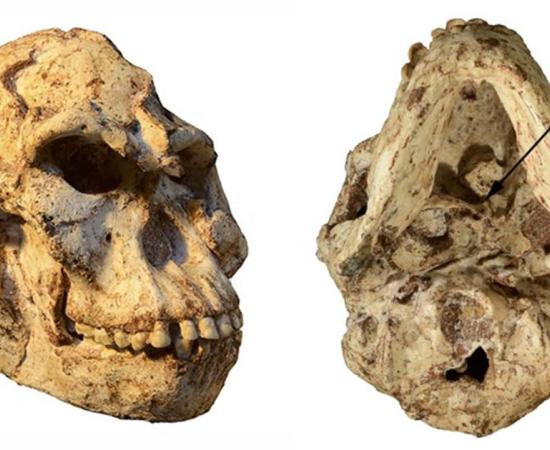 Little Foot’s skull, with the arrow on the right-hand image indicating the specimen’s atlas.      Source: R.J. Clarke/Author supplied