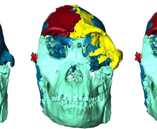 The different phases of the reconstruction of Little Foot’s face.