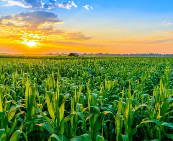 Sunrise over plantation, representation of lost crop field.       Source: somkak / Adobe stock