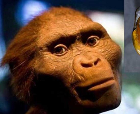 A reconstruction of ‘Lucy’ (public domain). Inset: One of the fossilized teeth discovered at Eppelsheim. Credit: The Museum of Natural History in Mainz