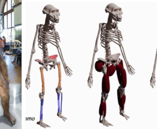 Australopithecus afarensis model reconstruction at the Natural History Museum, Vienna, Right; Reconstructing locomotor anatomy 