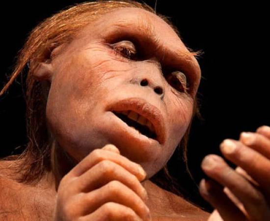 A reconstruction of Lucy, an Australopithecus afarensis. 