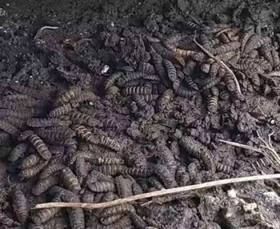 Maggots eating an animal.