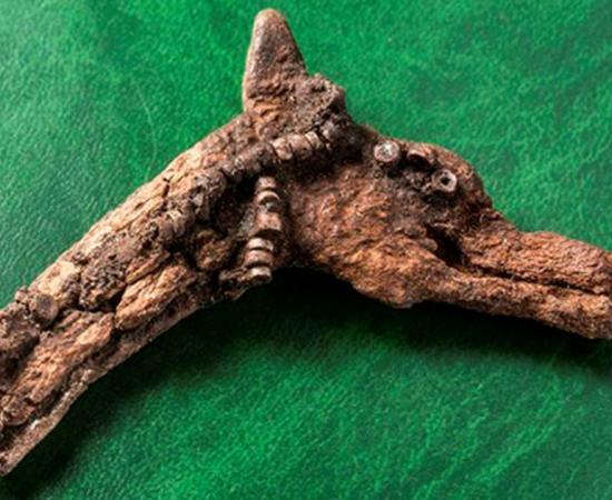 A dragon-like animal head (pictured), made from antler or horn, was found in the grave of a small child.
