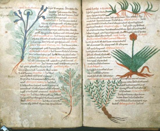 Making Medieval Magic: Countering Infections and Poison with Nine Potent Herbs