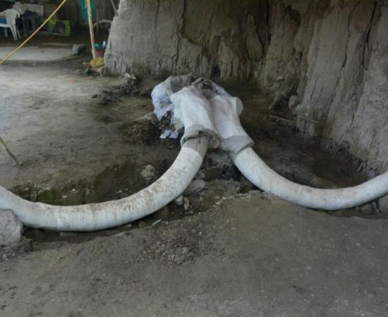 The mammoth traps were found in Tultepec, Mexico. Source: Edith Camacho, INAH