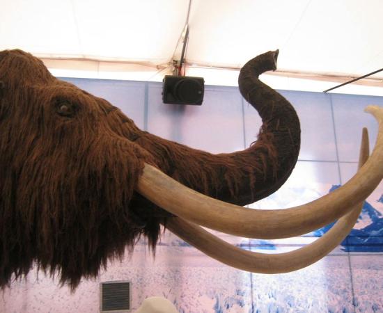 A woolly mammoth reproduction; the animal the hunters faced 45,000 years ago must have been awesome. 
