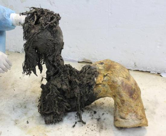 : One of Yuka’s legs, illustrating the exceptional preservation of the lower part of the leg after the skin had been removed, which enabled recovery of ancient RNA molecules.