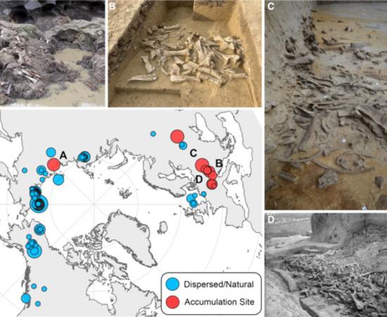 Examples of Ice Age mammoth bone accumulation sites analyzed in the study.