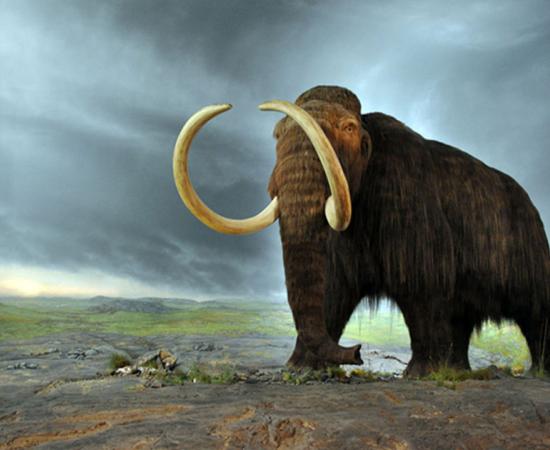 A woolly mammoth