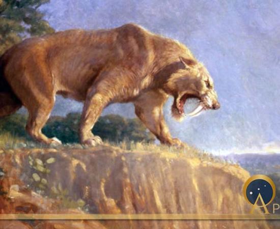Painting of Smilodon populator from the American Museum of Natural History by Charles Knight (1903) (Public Domain)