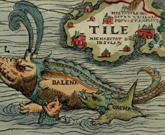 Orcas attacking a whale, from Carta Marina (1539)