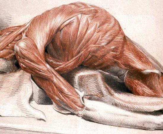 A drawing of a flayed corpse, the fate of Marco Antonio Bragadin at Famagusta in 1571. Source: Wellcome Images / CC BY 4.0