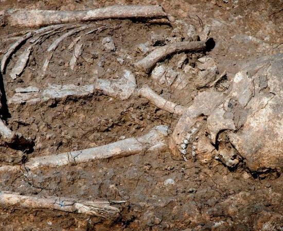 Human skeleton in a grave (representational image). Source: Idanthyrs / Adobe Stock.