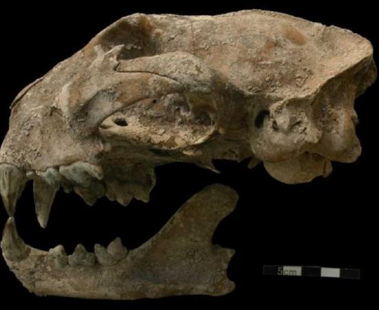 This puma skull was amongst the many animal bones at the Motmot burial of a young Maya woman who sat cross-legged in her tomb.