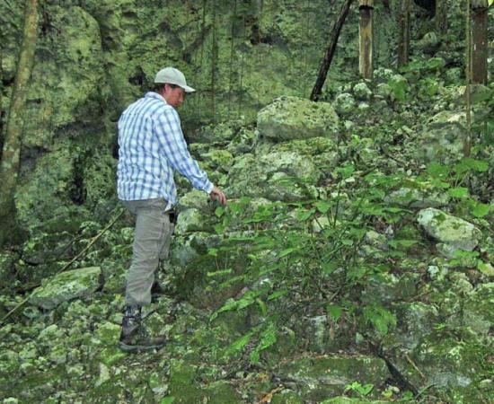 The remnants of the ancient Maya cacao groves in the Yucatan Peninsula of Mexico. Researcher Chris Balzotti climbs an ancient staircase discovered in a sinkhole near Coba, Mexico.		Source: Richard Terry / Brigham Young University