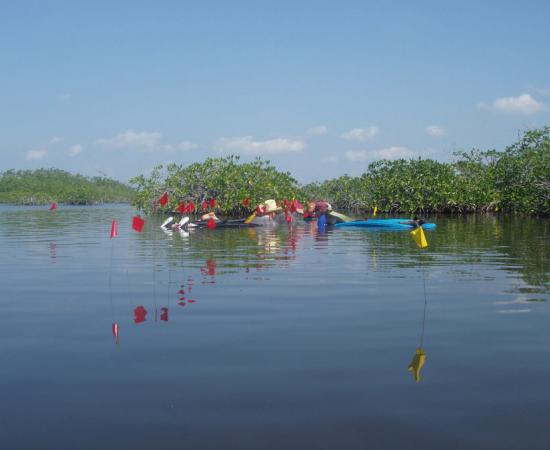 Flotation survey at the Ek Way Nal Maya salt making site in Belize, with flags marking the locations of wooden posts below the sea surface. 		Source: Heather McKillop / Ancient Mesoamerica journal