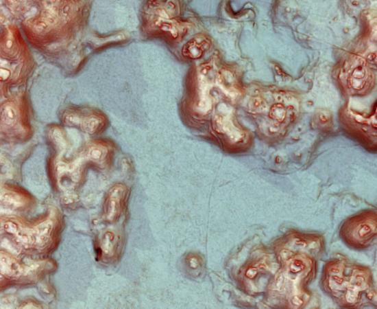 Lidar image reveals ancient buildings and landscape modifications (including public plazas, agricultural terraces, and field walls)