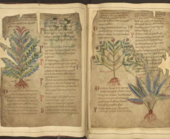 Open Cotton MS Vitellius C III Medieval manuscript showing plants for medical use