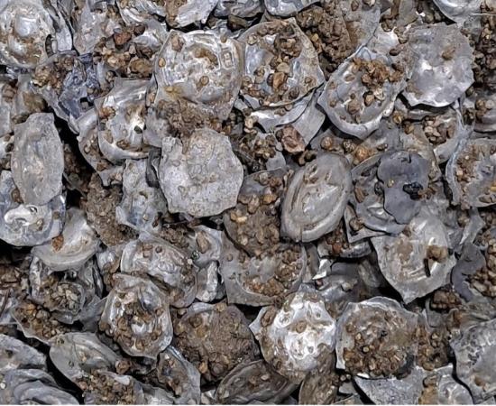 Medieval coin treasure found in Glottertal, Germany.