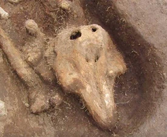 The porpoise remains. Source: Guernsey Archaeology