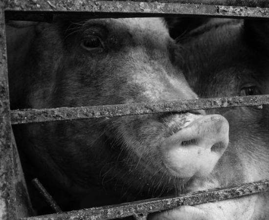 A caged pig. Source: Jasmine / Adobe Stock