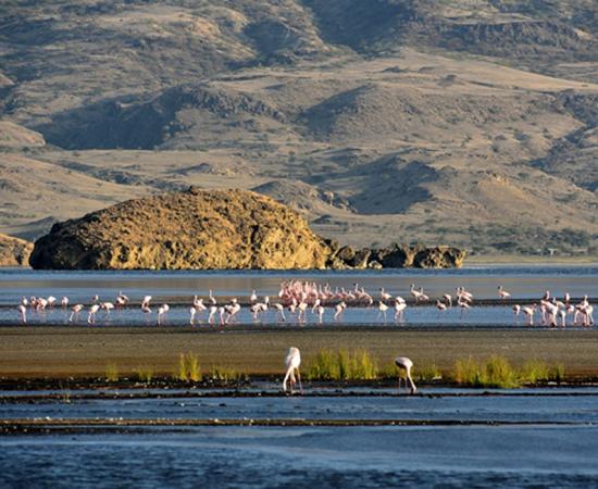 Flamingos at Lake Natron.