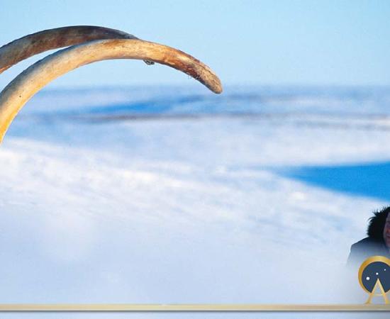 Arctic explorer Bernard Buigues contemplates the Jarkov woolly elephant tusks emerging from the frozen landscape in Siberia, 1998. These tusks are about three meters (10ft) and over 45kg (100lbs) each.  There is a growing body of evidence that overhunting is the main cause of the extinction of the mammoths. (Francis Latreille / ©The World As It Once Was)
