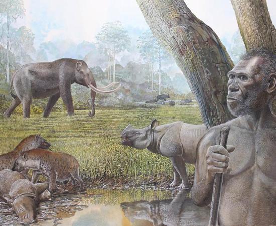 Artist’s reconstruction of a savannah in Middle Pleistocene Southeast Asia. In the foreground Homo erectus, stegodon, hyenas, and Asian rhinos are depicted. Water buffalo can be seen at the edge of a riparian forest in the background. Source: Peter Schouten / Nature