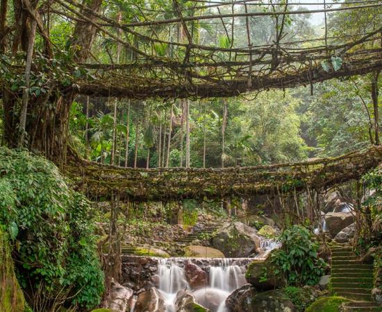 Living root bridge of Meghalaya. Source: Mazur Travel / Adobe Stock.