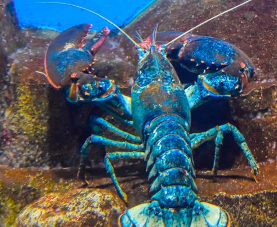A lobster uncovered ancient ruins. Source: yalo173 / Adobe Stock.