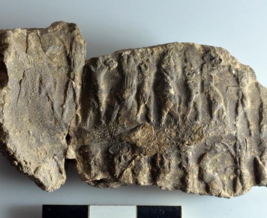 Mesopotamian seals and cuneiform tablets found in Marad, Iraq.      Source: Universita di Pisa
