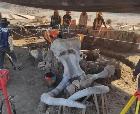 Fossils of almost 70 mammoths have been found at the future site of a Mexican airport. Source: INAH